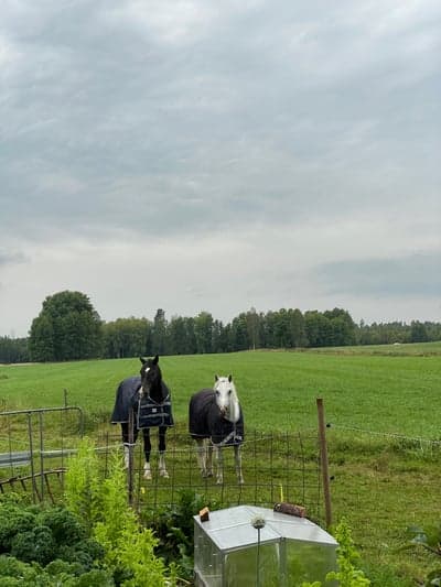 Nöjda killar som fått massage idag