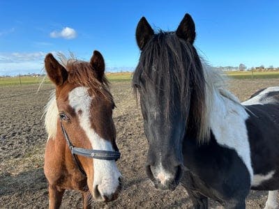 Så söta ❤️