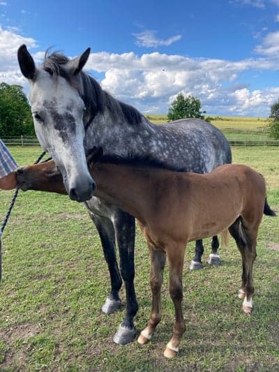 Chippen och mamma Fairytale 