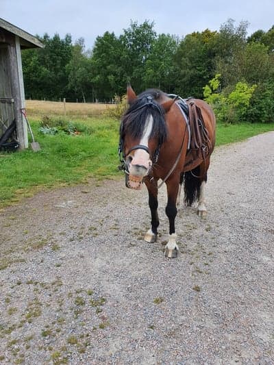 Körhäst för erfaren kusk