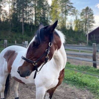 Profile