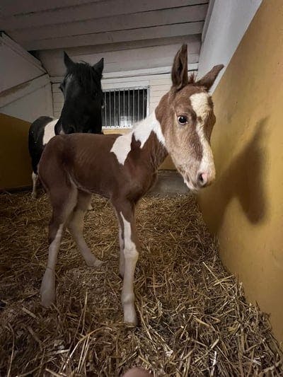 Blev mamma till en liten hingst ❤️